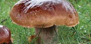 Mushrooms boek